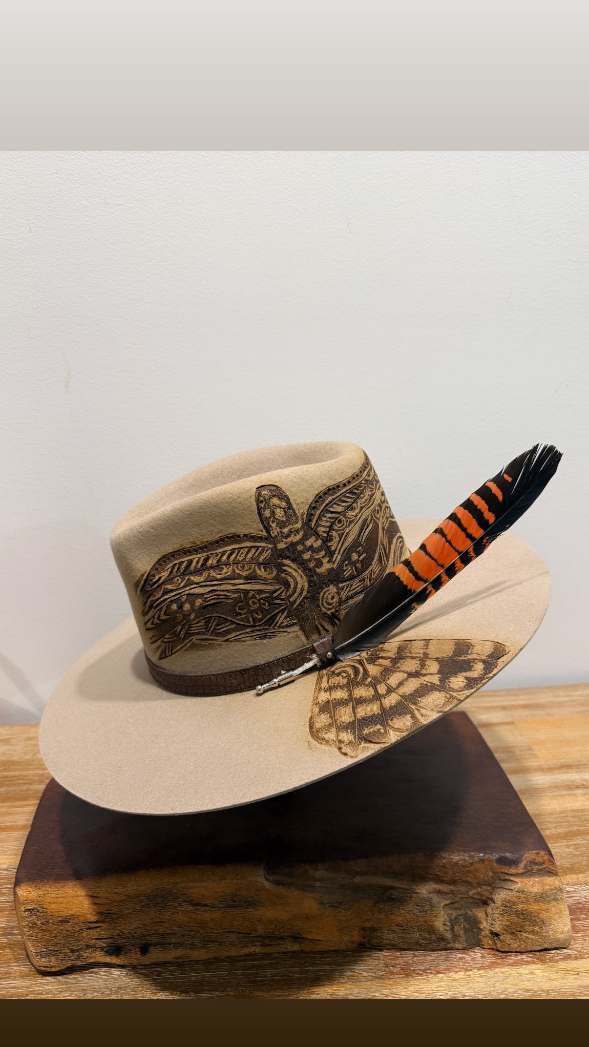 Female Black & Red Cockatoo with Female Feather